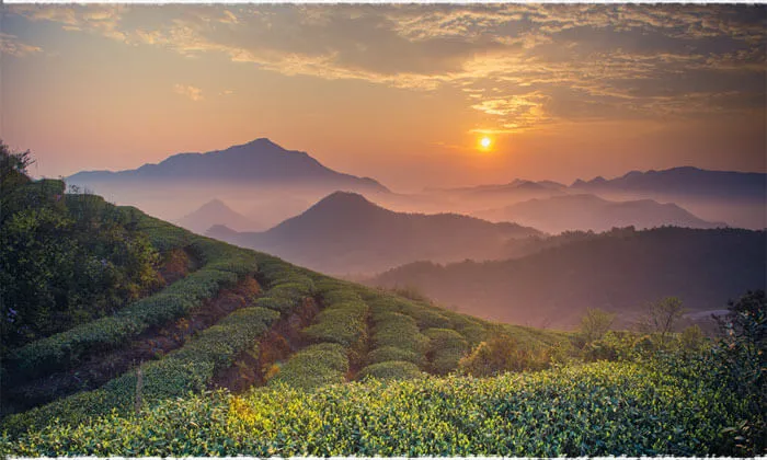 黑料网平台茶山风光 - 黑料网